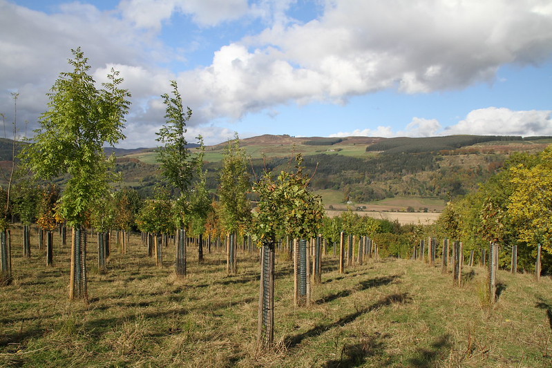 A row of newly planted tree saplings in a rural hilly landcape
