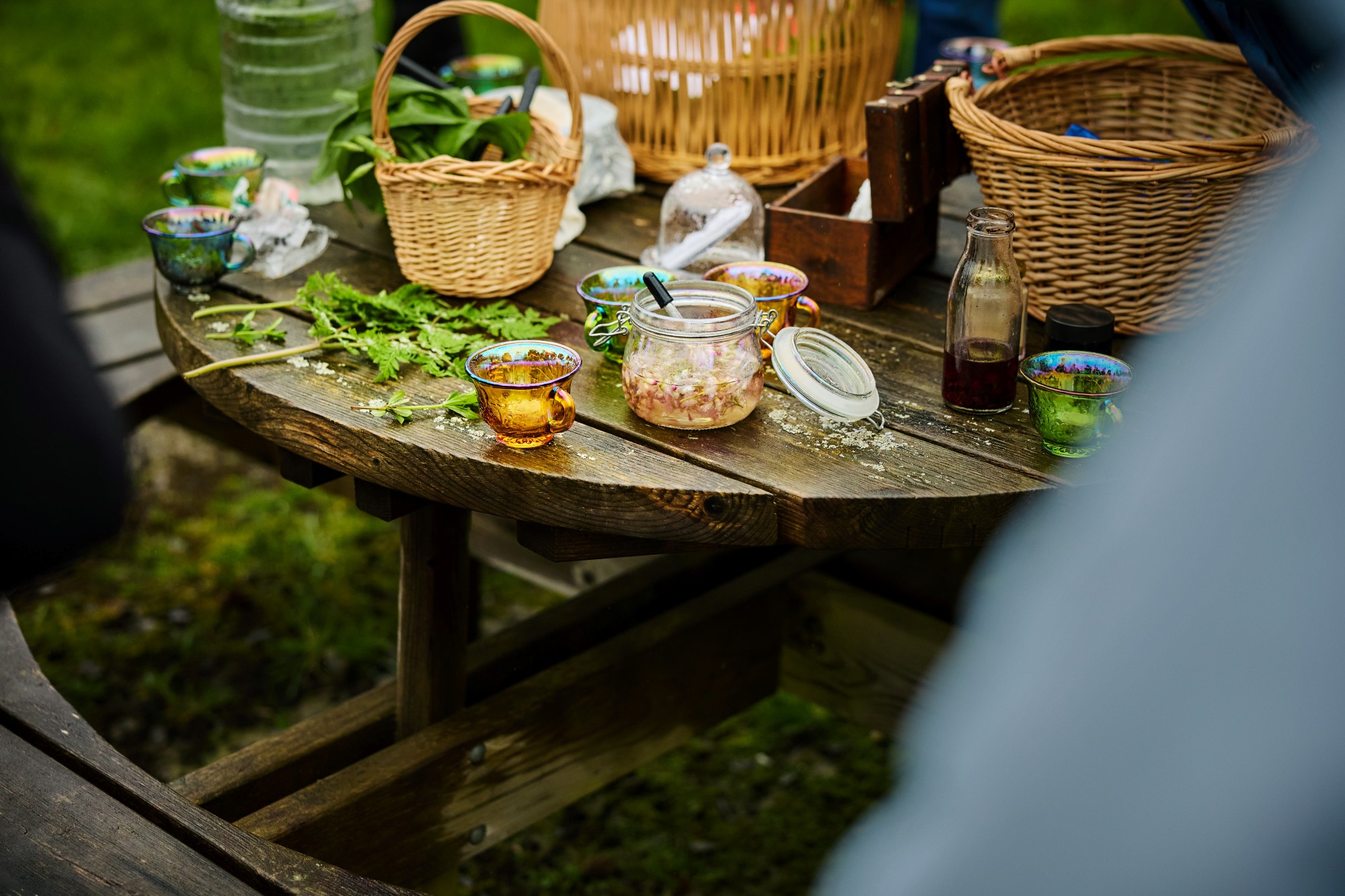 20260417_curious_in_nature_foraging_cashel_forest_am_006 20260417_curious_in_nature_foraging_cashel_forest_am_006